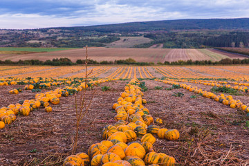 Pumpkin field at sunset. Beautiful landscape in Hungary. Autumn