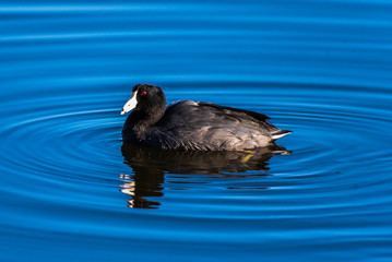 Southern California American Coot swimming to left while looking ahead along estuary pond water surface with reflection