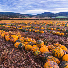 Pumpkin field at sunset. Beautiful landscape in Hungary. Autumn