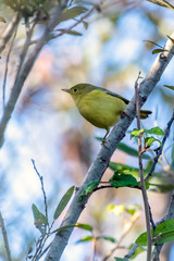 Southern California Oranged Crowned Warbler bird perched on high branches while foraging to the left through the foliage for food.