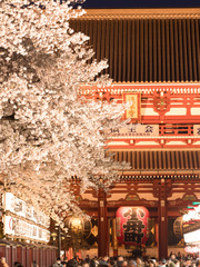 浅草寺と夜桜