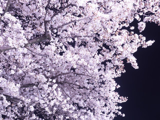 Fototapeta premium ライトアップされた夜桜