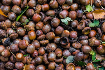 Many acorns on the ground, acorns on ground
