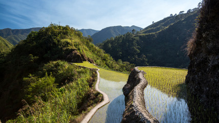 Rizi&egrave;res de Pula aux Philippines