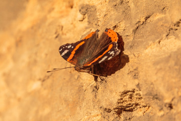 Fototapeta na wymiar Colorful butterfly on a brown house wall on a sunny day on the move. Insect with orange and brown wings as well as antennae and eyes in macro shot