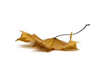autumn leaves maple isolated on white background. 