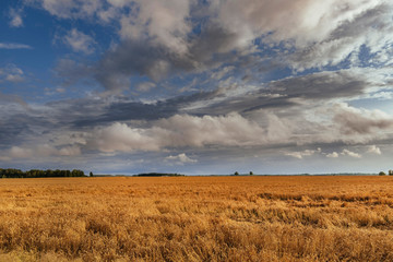 Agriculture field with dramatic storm clouds in background.