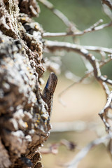 western fence lizard in california, brown patterned lizard on bark, tree trunk with lizard climbing