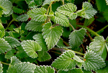 Green mint foliage covered with frost during frosts in summer.