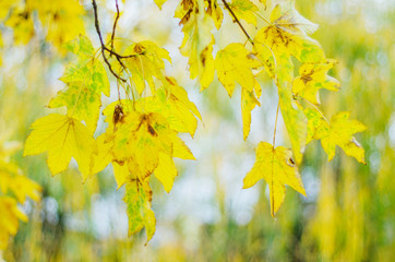 colorful leaves in beautiful autumn season in the park