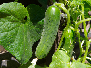 Green ripe cucumber grows on a bush among foliage.