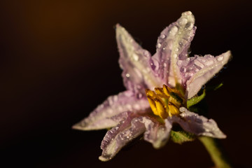 Closeup of a fresh blossom of potato plant with blossom pistils and viola petals in front of dark background and dew drops in the early morning