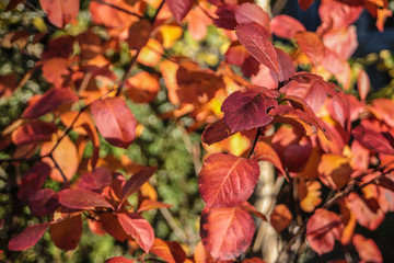 autumn leaves on ground