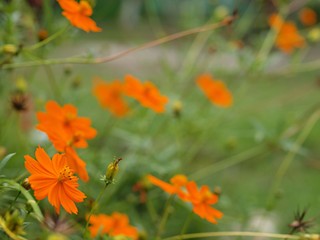 キバナコスモスの花