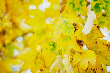 colorful leaves in beautiful autumn season in the park