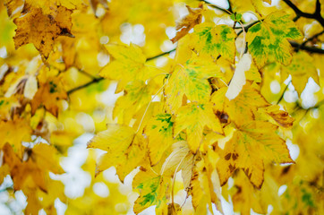 colorful leaves in beautiful autumn season in the park