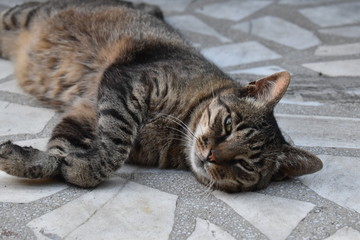 cat looking at the camera