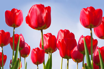 Fototapeta premium Red tulips rushing into the blue sky. Shot from below.