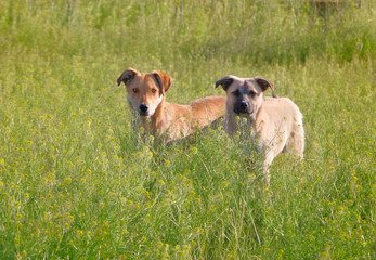 Two stray dogs stand among the grass.