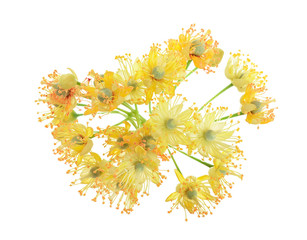 Linden flowers with leaf isolated on white background