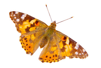 Brown butterfly isolated on white background.
