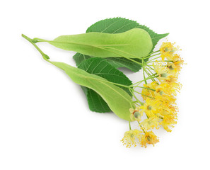Linden flowers with leaf isolated on white background