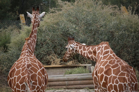 girafe : CNV