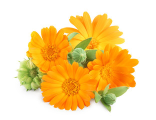 Calendula. Marigold flower isolated on white background