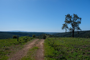 Bäume, Pflanzen und Tiere am Fernwanderweg „Rota Vicentina“ (Historischer Weg, Fischerweg) im Süden von Portugal 