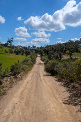 Fototapeta na wymiar Bäume, Pflanzen und Tiere am Fernwanderweg „Rota Vicentina“ (Historischer Weg, Fischerweg) im Süden von Portugal 