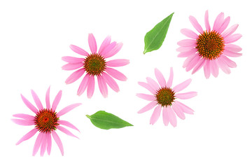 Coneflower or Echinacea purpurea isolated on white background, Top view. Flat lay.