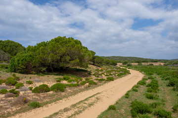 Fototapeta na wymiar Bäume, Pflanzen und Tiere am Fernwanderweg „Rota Vicentina“ (Historischer Weg, Fischerweg) im Süden von Portugal 