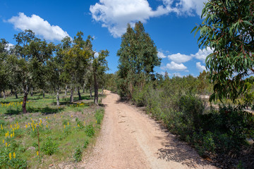 Bäume, Pflanzen und Tiere am Fernwanderweg „Rota Vicentina“ (Historischer Weg, Fischerweg) im Süden von Portugal 