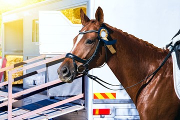 Car for carrying horses .   Funny horse transport . Carriage for horses . 
