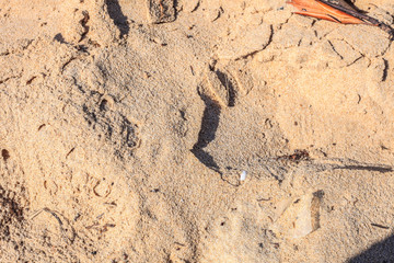 Textura de Areia da Praia