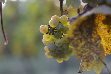 Grapes in a winery - Czech republic 