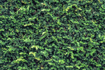 Fototapeta na wymiar Green tree wall for closeup
