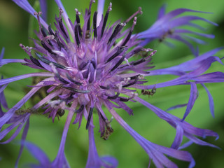 Close Purple Flower