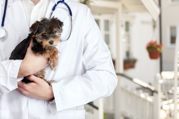 Small cute dog examined at the veterinary doctor, close-up