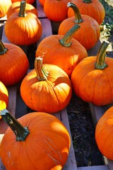 Display of round orange pumpkins at the farmers market in the fall