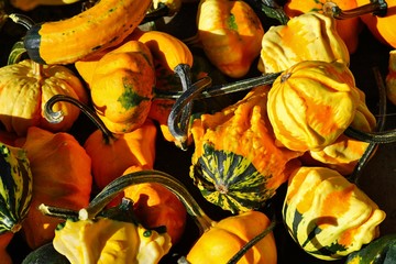 Colorful orange and green decorative pumpkins and gourds in the fall