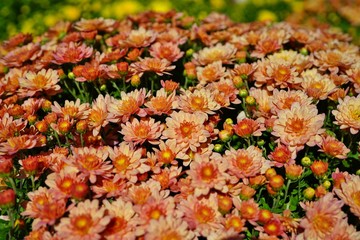 Yellow and orange chrysanthemum flowers growing in the garden