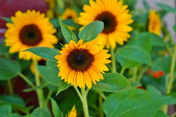 A yellow sunflower (helianthus) in summer