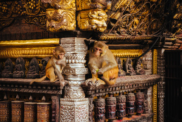 Macaque Monkeys In Kathmandu, Nepal. Located in Swayambhunath Stupa (Monkey Temple).