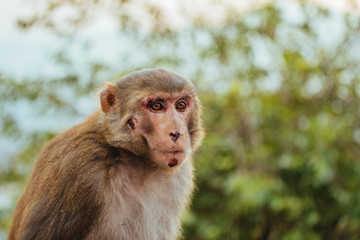 Obraz premium Macaque Monkeys In Kathmandu, Nepal. Located in Swayambhunath Stupa (Monkey Temple).