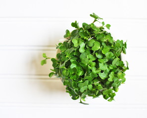 Fototapeta na wymiar Broccoli Microgreens, superfood for the Vegan lifestyle