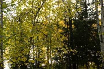 Forest lake, landscape fairy tale, autumn yellow gold