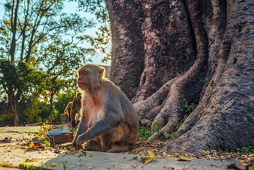 Naklejka na ściany i meble Macaque Monkeys In Kathmandu, Nepal. Located in Swayambhunath Stupa (Monkey Temple).