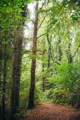 Fototapeta premium Herbstlicher Waldspaziergang in Niedersachsen