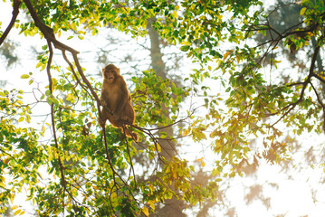 Obraz premium Macaque Monkeys In Kathmandu, Nepal. Located in Swayambhunath Stupa (Monkey Temple).